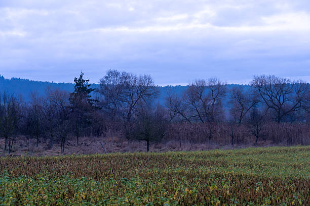 The photograph shows a rural landscape with a wide green field in the foreground. The field has lush green grass. In the background, a line of trees stretches along the horizon.