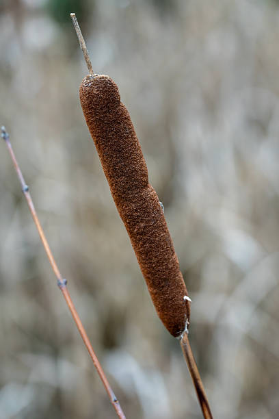 Detailed texture of a Typha latifolia seed head against a blurred background.
