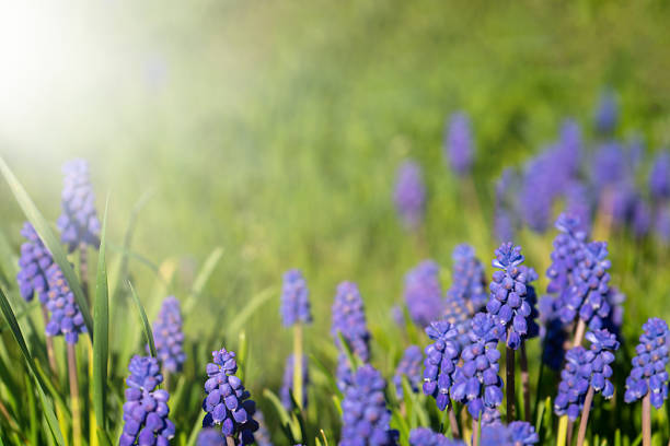 Blooming muscari close-up in the sun's rays