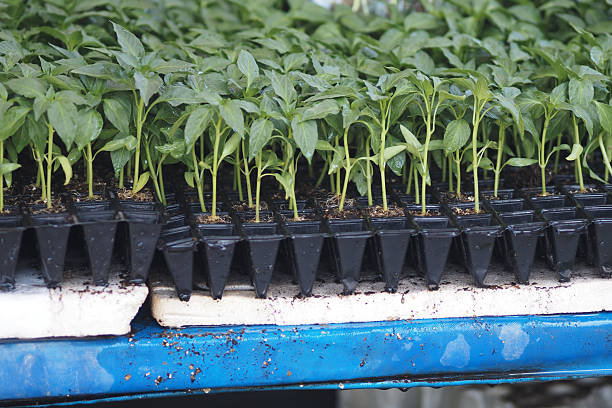 Young pepper plants thrive in organized trays under bright conditions.