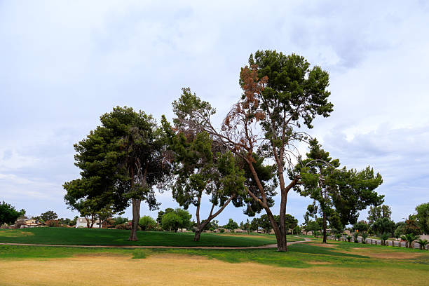 Bellair Golf Park with mature pine trees, grassy green lawns and dirt roads in well landscaped area of Glendale, Phoenix metro, Arizona