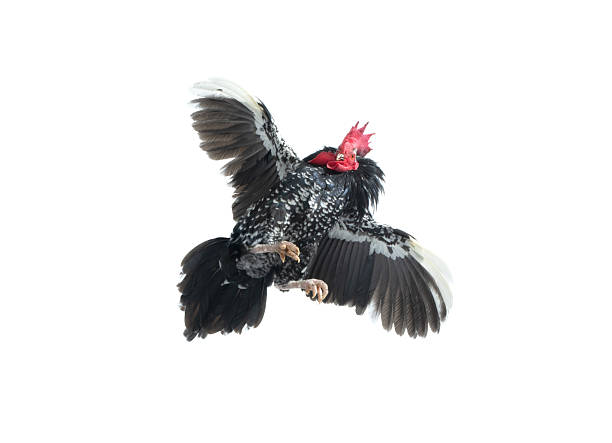rooster in attacking flight isolated on white background
