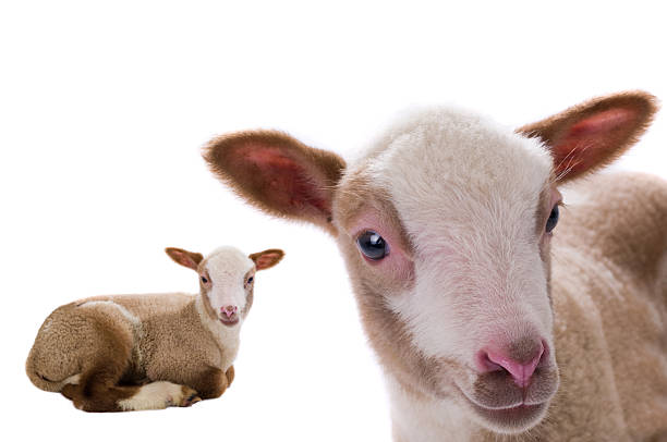 baby sheep isolated on white background