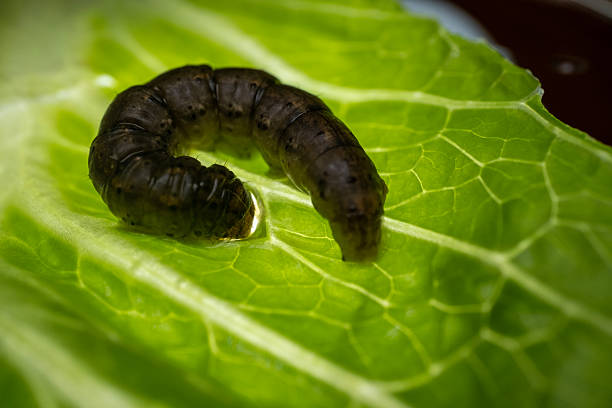 Macro Shot of a Brown Caterpillar on a Green Leaf