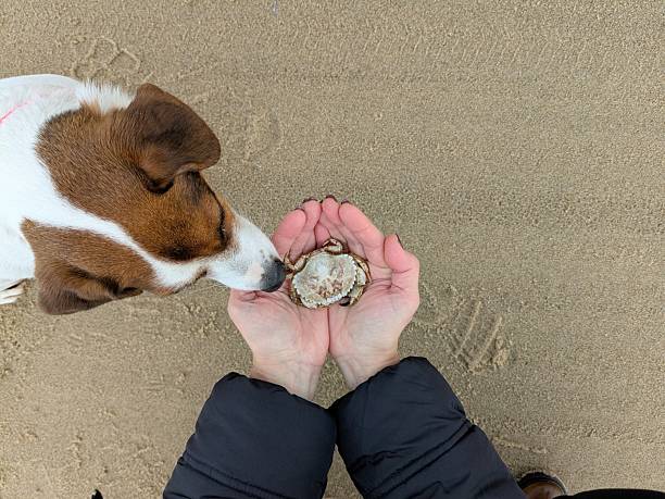 A North Sea beach. A small crab rests in a woman's palms. A Jack Russell terrier sniffs the crab nearby. View from above. High quality photo