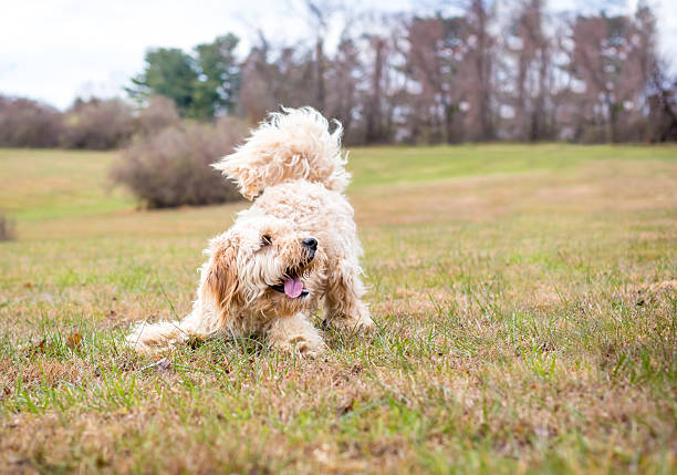A playful Golden Retriever x Poodle mixed breed dog also known as a Goldendoodle crouching in a play bow position