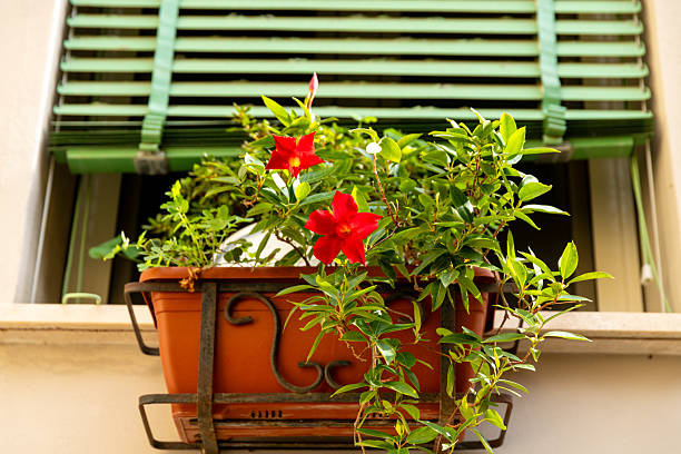 Lush hanging basket overflowing with bright pink and white petunia blooms is mounted on a modern white balcony, casting a shadow on the slatted railing in the afternoon sun