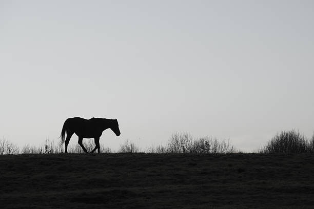 Lonely horse silhouette, soft blurred image