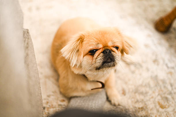 Small, fluffy Pekingese dog is resting on a carpet inside a home