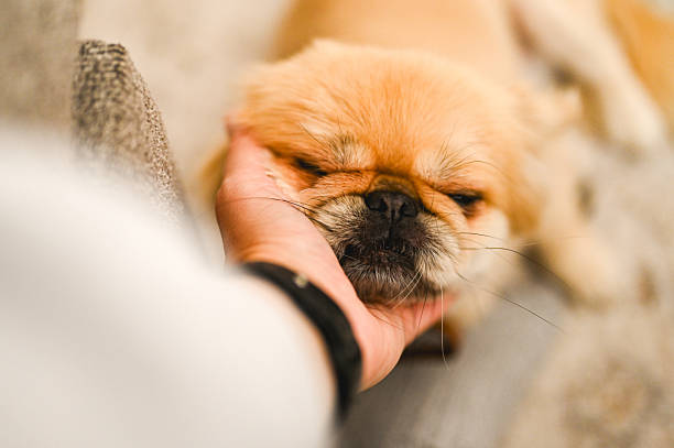 Fluffy Pekingese dog enjoying gentle human touch, feeling relaxed and happy