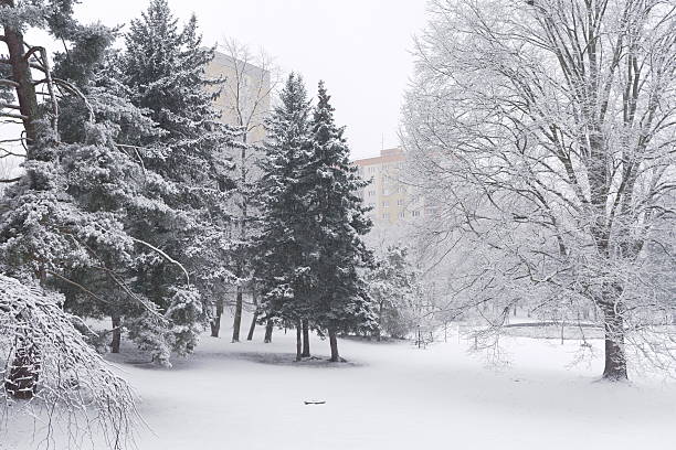 Evergreen trees stand tall.   Bare branches are visible.   A building appears distant.   The sky is overcast.   A peaceful atmosphere is present