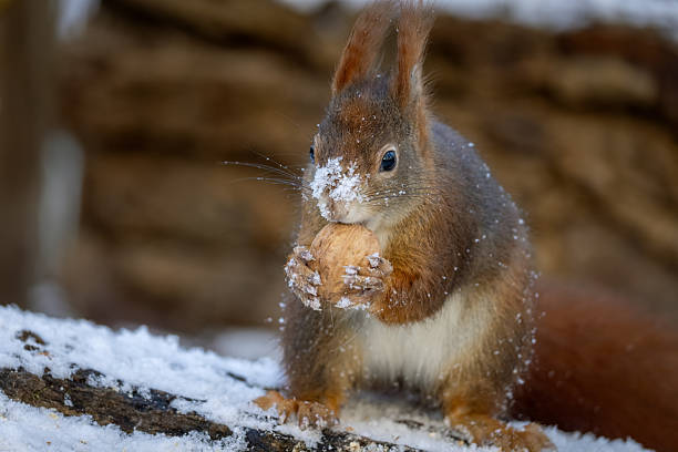 Beautiful eurasian red squirrel (Sciurus vulgaris) with a snow covered face, eats a walnut.
