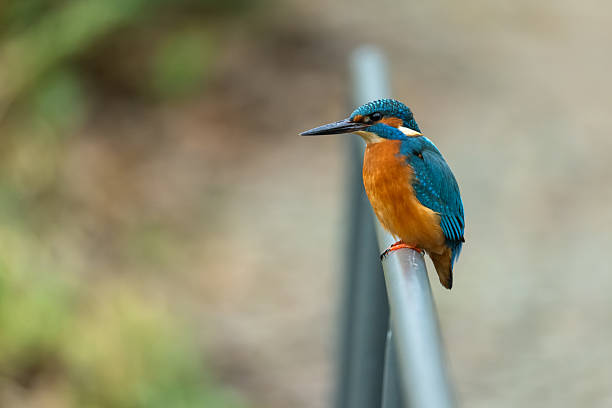 There is out-of-focus netting, water and birds in the background