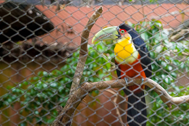 A side-profile shot of a Red-breasted Toucan, also known as a Green-billed Toucan, perched on a branch inside an enclosure. The bird is captured in a dynamic moment, holding a small red fruit in its vibrant lime-green beak. It features a bright yellow and orange throat, a red chest, and a striking red orbital ring. The image is viewed through a soft-focus diamond-patterned wire mesh.