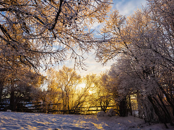 Winter forest glowing in sunset light in Scandinavia