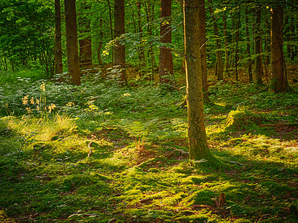 A serene Danish forest bathed in warm sunlight, where tall trunks rise above vibrant moss and ferns. The scene evokes calm, autumnal hues and rich natural textures, inviting viewers to experience quiet woodland beauty and the enduring charm of Nordic nature.