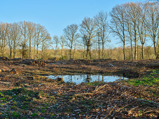 In Denmarkâs countryside, a deforested clearing shows felled trunks and timber piles, a tranquil pool reflecting the sky, and stark trunks of Betula pendula and Quercus robur against a spring-blue atmosphere. Calm, autumnal tone suggests renewal and natureâs resilience.