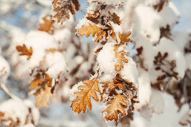 Close up shot of bare tree branches covered in bright deep snow in winter, illuminated by soft sunlight. Details of winter nature beauty. Backgrounds