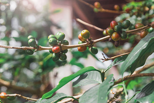 Coffee Beans on Branch: A close-up view captures the vibrant essence of coffee cultivation, showcasing a branch laden with ripening coffee beans in various stages of development.