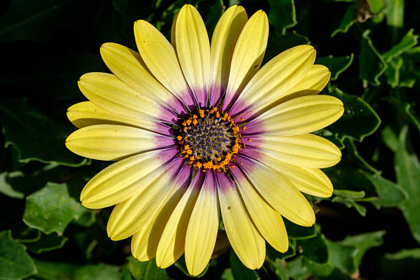 Close-up of a yellow daisy flower