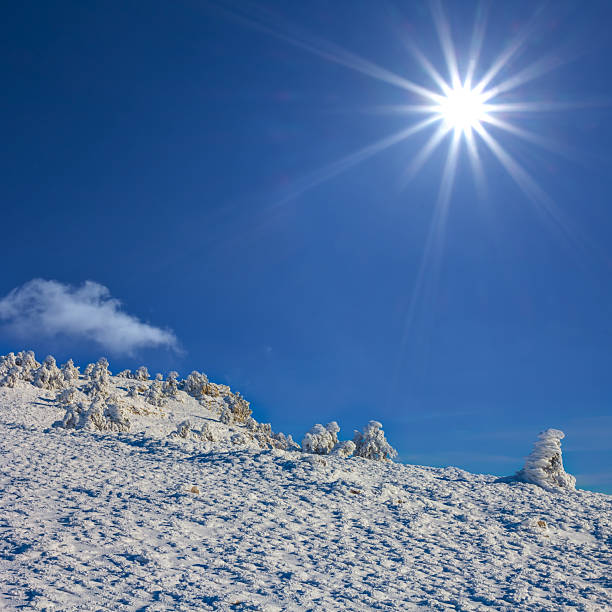 snowbound winter fir tree forest at the cold sunny day
