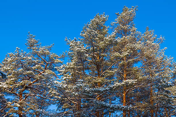 wide winter fir tree forest glade in snow under blue cloudy sky