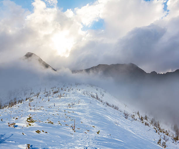 mountain valley with snowbound fir forest in dense mist and clouds at sunny day