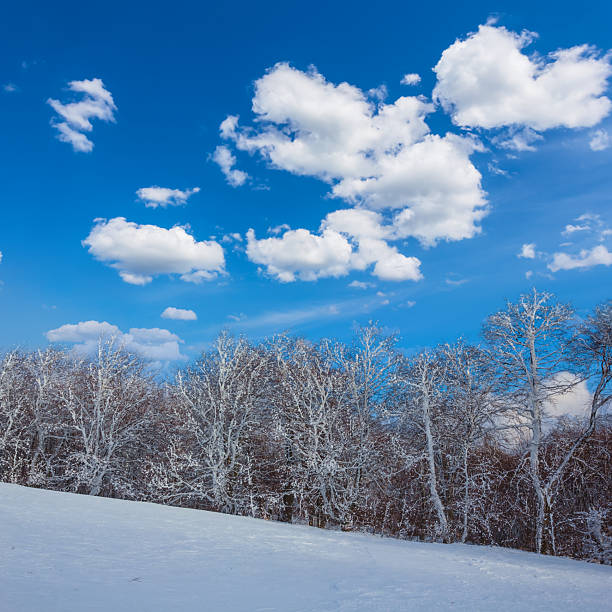 winter snowbound forest under blue cloudy sky at the bright day