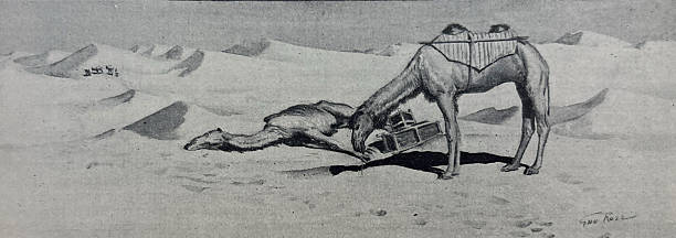 Antique illustration pre 1900 - camels in a desert - one camel laying on the ground