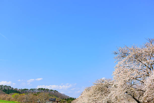 Cherry blossoms at Mount Yakurai in northern Miyagi Prefecture