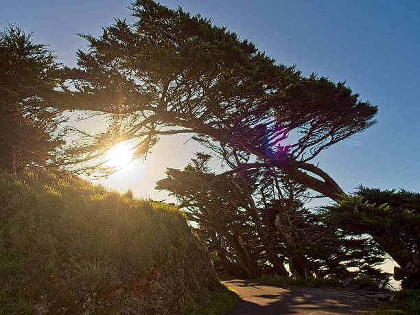 Tree adaptation, a windswept tree at Point Reyes national seashore.