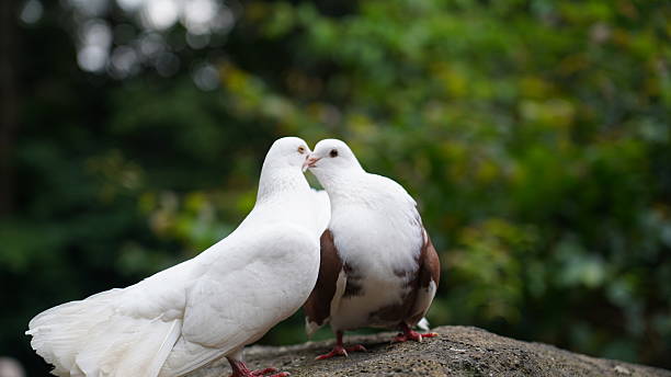 istock Two Doves Affectionate Birds Wildlife Bird Photography 2258960008
