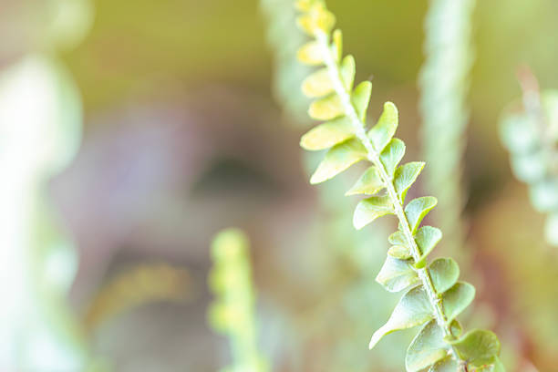 Button fern leaves photographed in natural light with selective focus. Some leaf segments appear sharp while others fade into soft blur, creating a balanced botanical image suitable for nature or plant themes.