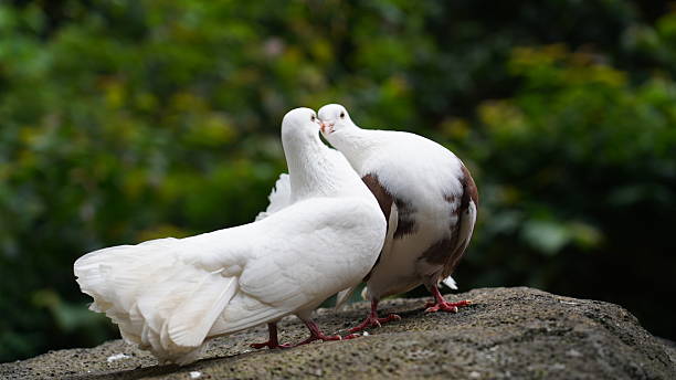 istock Two white pigeons cuddling on a stone in nature 2258963341
