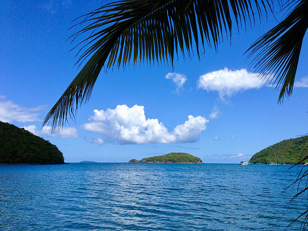 WS water with palm trees and cloudy blue sky in St John, USVI