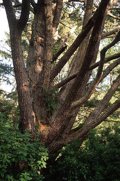 A large tree stands in a garden, its many branches reaching outwards. Sunlight filters through the leaves, creating shadows on the ground. The greenery surrounds the tree.