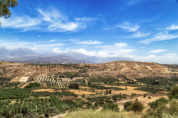 Olive fields on the Mediterranean island of Crete (Greece)