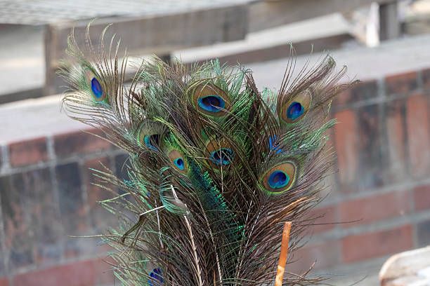 Exotic Blue, green and striped Background Texture, Peacock Bird's Feather