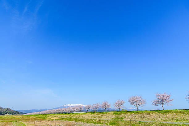 Ogawara Sakura Line Ogawara Town, Miyagi Prefecture