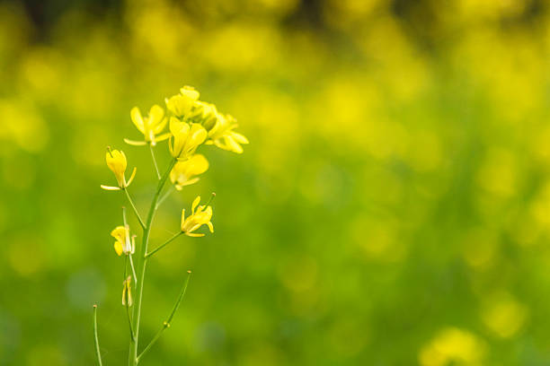 Close-up of yellow Mustard plant flower seed oil