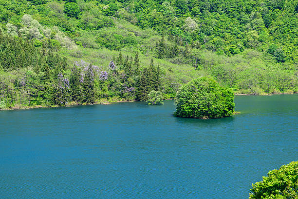 Lake Shirakawa: Blue sky, remaining snow and fresh green submerged forest