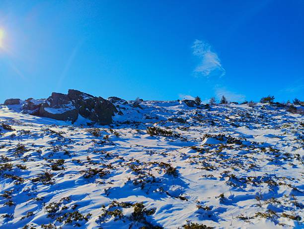Snow-covered rocky slope and low alpine shrubs under a deep blue sky on Vitosha Mountain, Bulgaria, on the hiking route from Aleko to Cherni Vrah near Sofia. Bright winter sunlight with clear weather, scenic nature background with copy space.