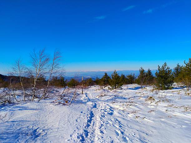 Road in a snowy forest