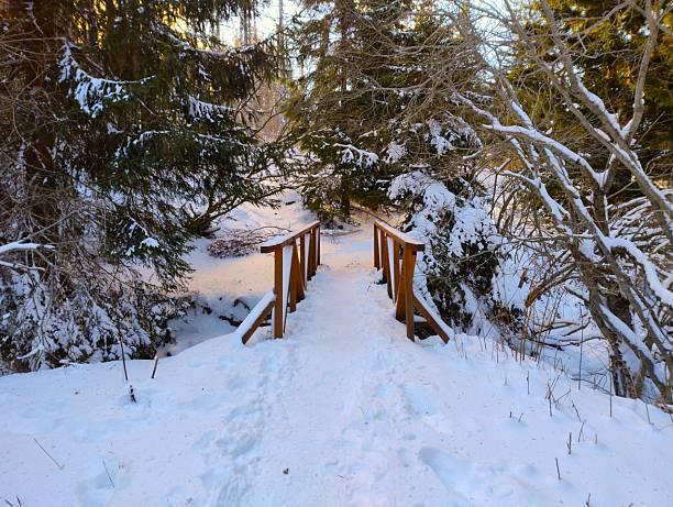 Wooden footbridge covered with snow on a winter forest trail surrounded by evergreen trees and bare branches; photographed in the Vitosha Mountains near Sofia, Bulgaria, after the Cherni Vrah area.