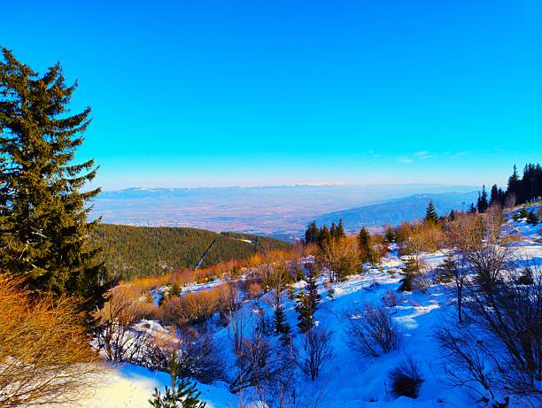 Wide winter panorama of snow-dusted forested valley slopes and distant mountain ridges under deep blue sky, with pine trees and bushes in foreground; Vitosha Mountains near Sofia, Bulgaria.