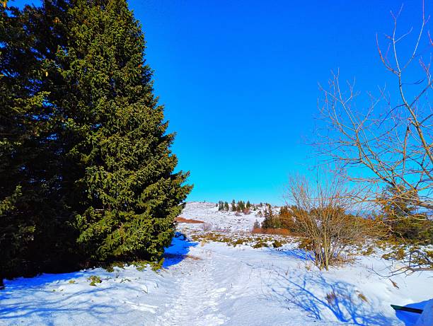 Snow-covered footpath through a winter landscape with an evergreen tree on the left and bare branches on the right under a clear blue sky; Vitosha Mountains near Sofia, Bulgaria.