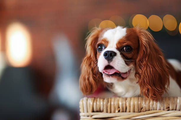 Cute dog inside wicker basket in room decorated for Christmas, space for text