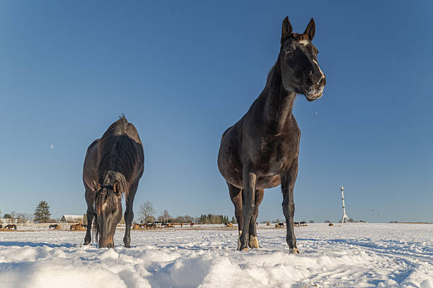 Two black horses in snowy winter pasture under deep blue sky, one grazing while the other stands alert, symbolizing calm, vigilance and rural freedom