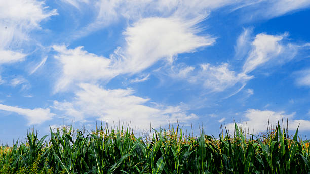 field farm crops summer landscape worcestershire midlands england uk - maize