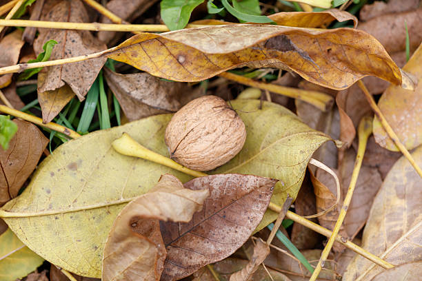A nut is sitting on top of a leaf. The leaf is brown and has a few spots